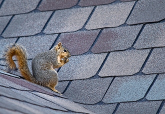 330x228_squirrel_roof